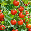 Super Sweet Tomato Seeds 50+ Non-GMO, Prolific Flavorful Heirloom Garden Vegetable Seeds Solanum lycopersicum