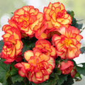Begonia Seeds Warm Glow Mix Non-GMO Flower Seeds 45 or 125 Count Perfect for Gardening Begonia spp.