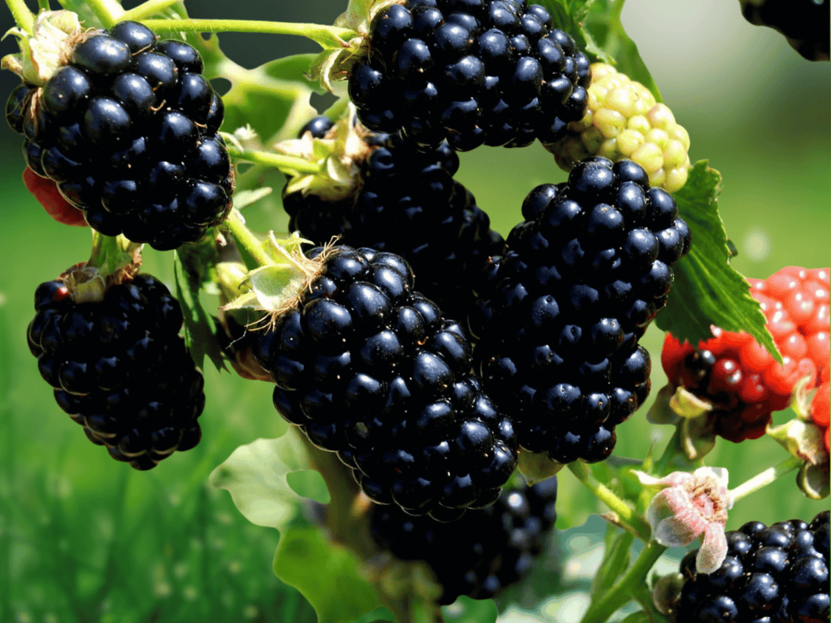 1 Live Plant Chickasaw Thorned Blackberry Rubus fruticosus Starter Plug