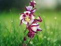 50 Seeds Aquilegia Double Maroon White Columbine Perennial Bicolor Shade Loving Flower