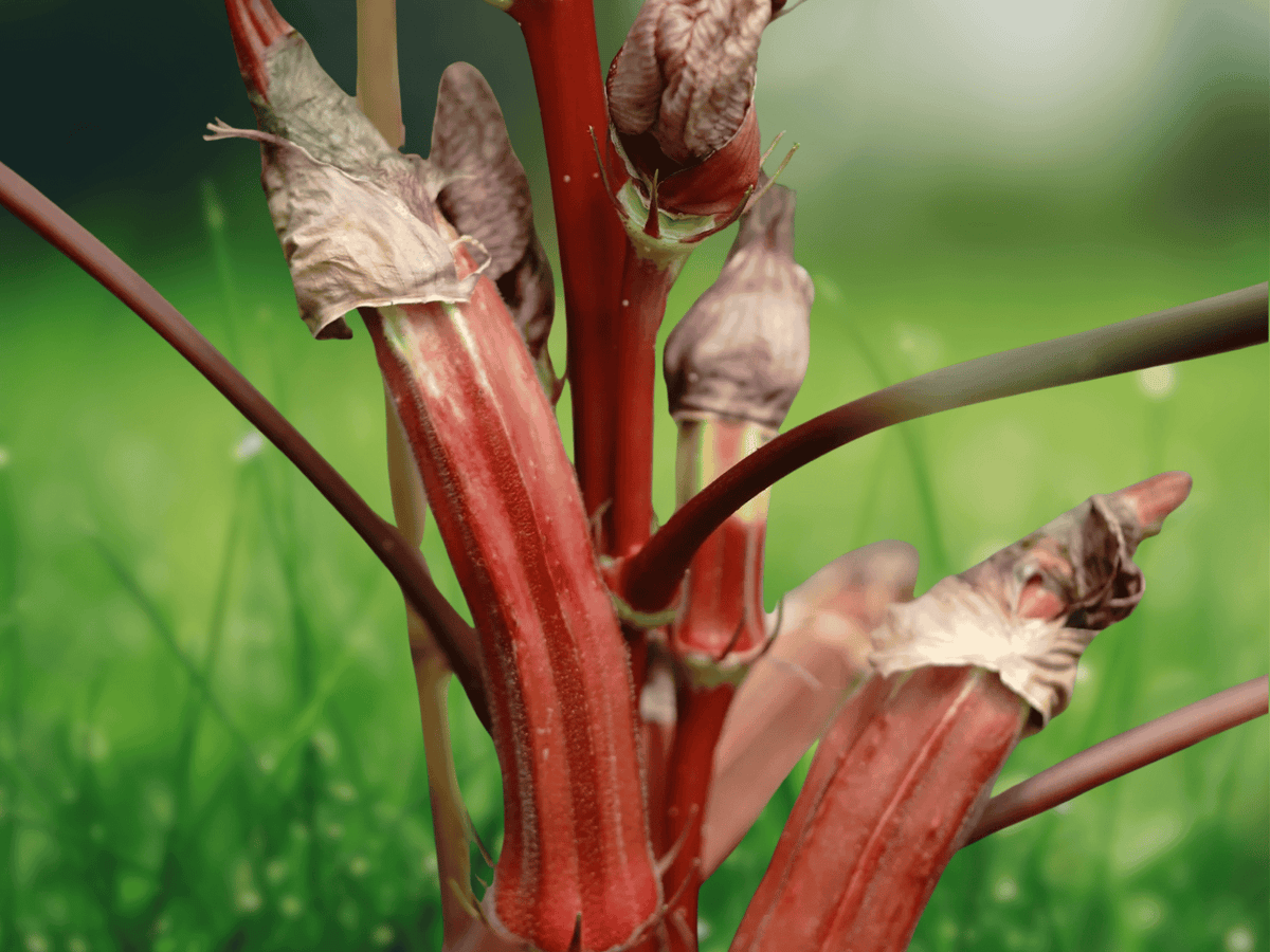 10 Seeds Jing Orange Okra Abelmoschus esculentus Warm Season Vegetable