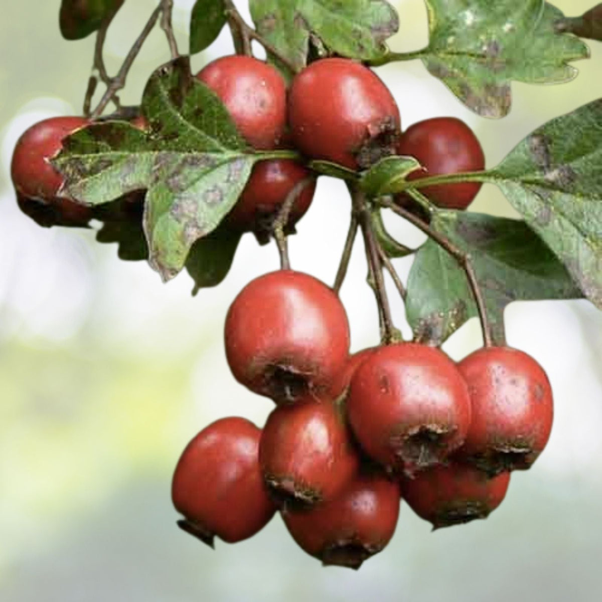 Heirloom Mayhaw Fruit Trees 2-Pack, 1ft Red Seedlings, Crataegus aestivalis, Bare Root, USA Grown