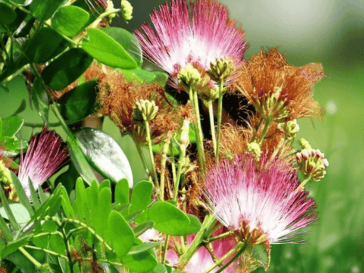 5 Seeds Albizia saman Rain Tree Tropical Shade Tree