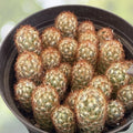 Mammillaria Gracilis Fragilis Cactus, 2” Pot, Thimble Cactus, Succulent Plant