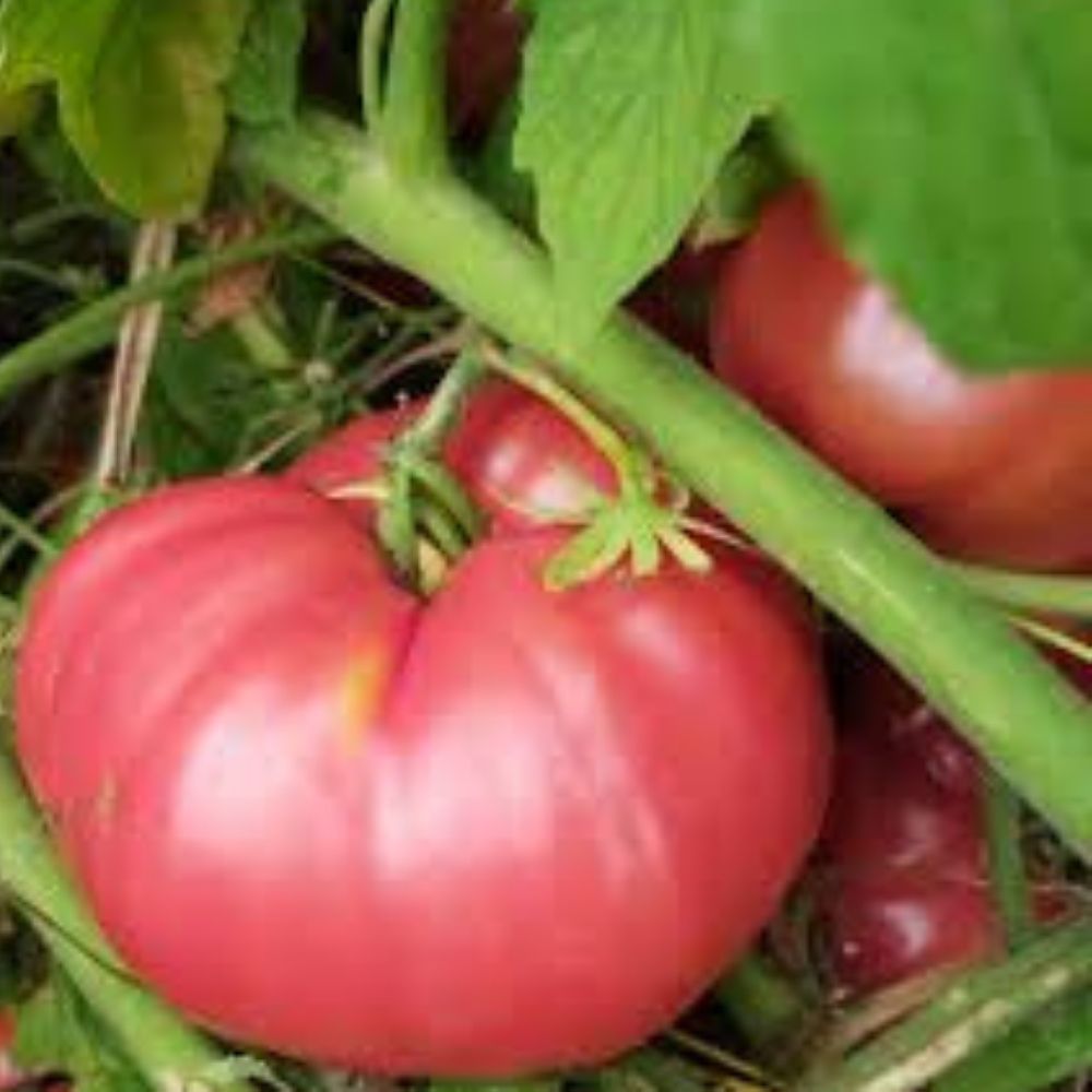 Organic Pink Oxheart Tomato Seeds 100 Count Heirloom Variety USA Grown Solanum lycopersicum