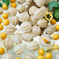 Pineapple Tomatillo Seeds 50 Pack – Heirloom Edible Garden Plant, Physalis ixocarpa, Easy to Grow Annual Vegetables