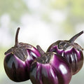 Barbarella Eggplant Seeds – 50 Non-GMO Seeds for Planting – Exotic Variety – Solanum melongena