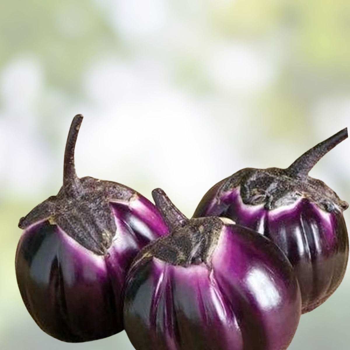 Barbarella Eggplant Seeds – 50 Non-GMO Seeds for Planting – Exotic Variety – Solanum melongena