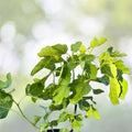 Fig Tree Cuttings – 2 Swiss Ficus carica 'Ponte Tresa' – Edible Fruit with Rich Flavor and Vibrant Color