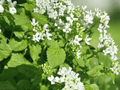 10 Horseradish Bare Roots Armoracia rusticana Hardy Perennial Culinary Herb Root