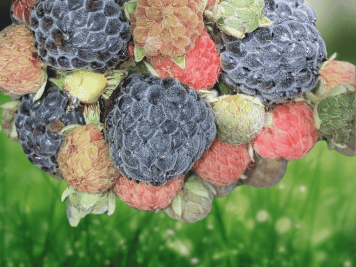 10 Live Plant Mysore Black Raspberry Rubus niveus Starter Plug Fruiting Shrub