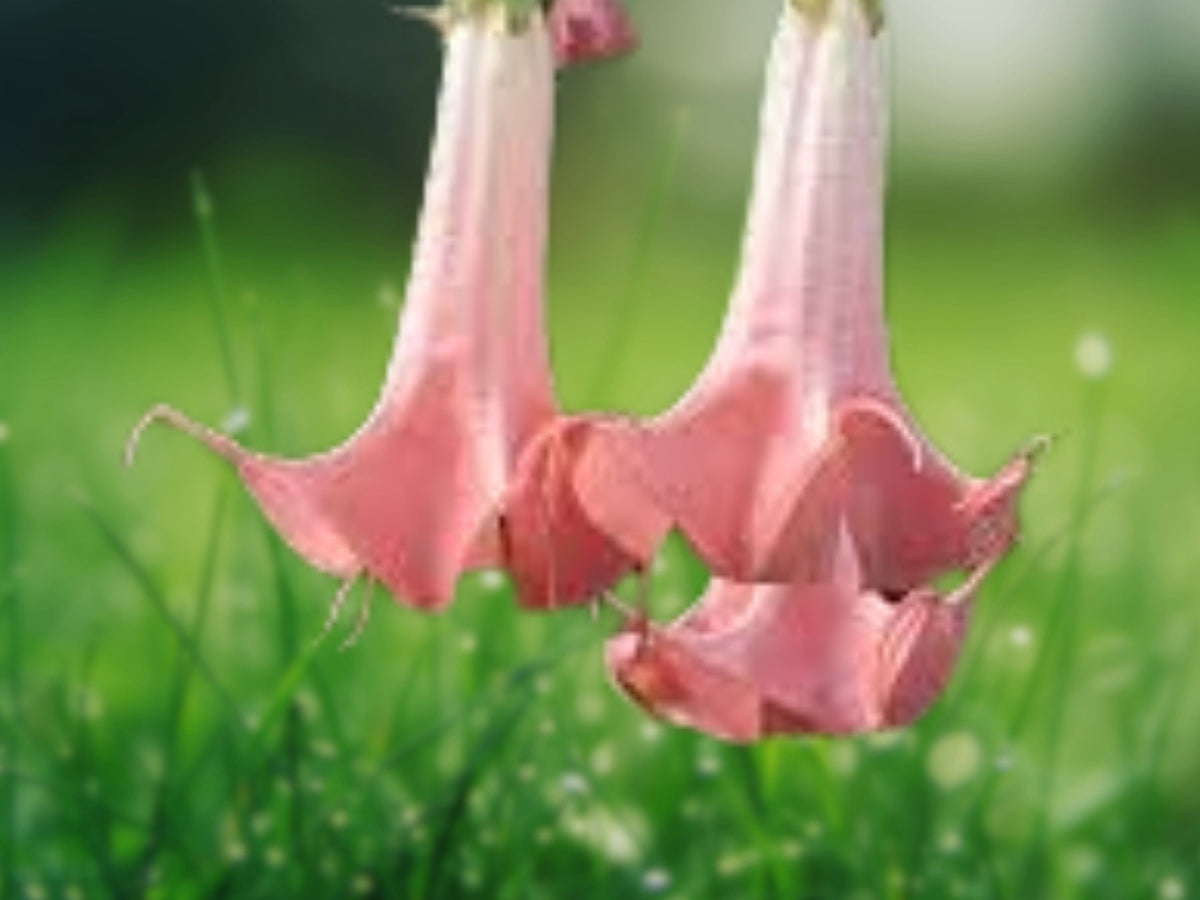 10 Seeds Brugmansia Hybrid Angel Trumpet Fragrant Tropical Flower Tree Salmon Pink Orange Blooms Patio Garden Plant