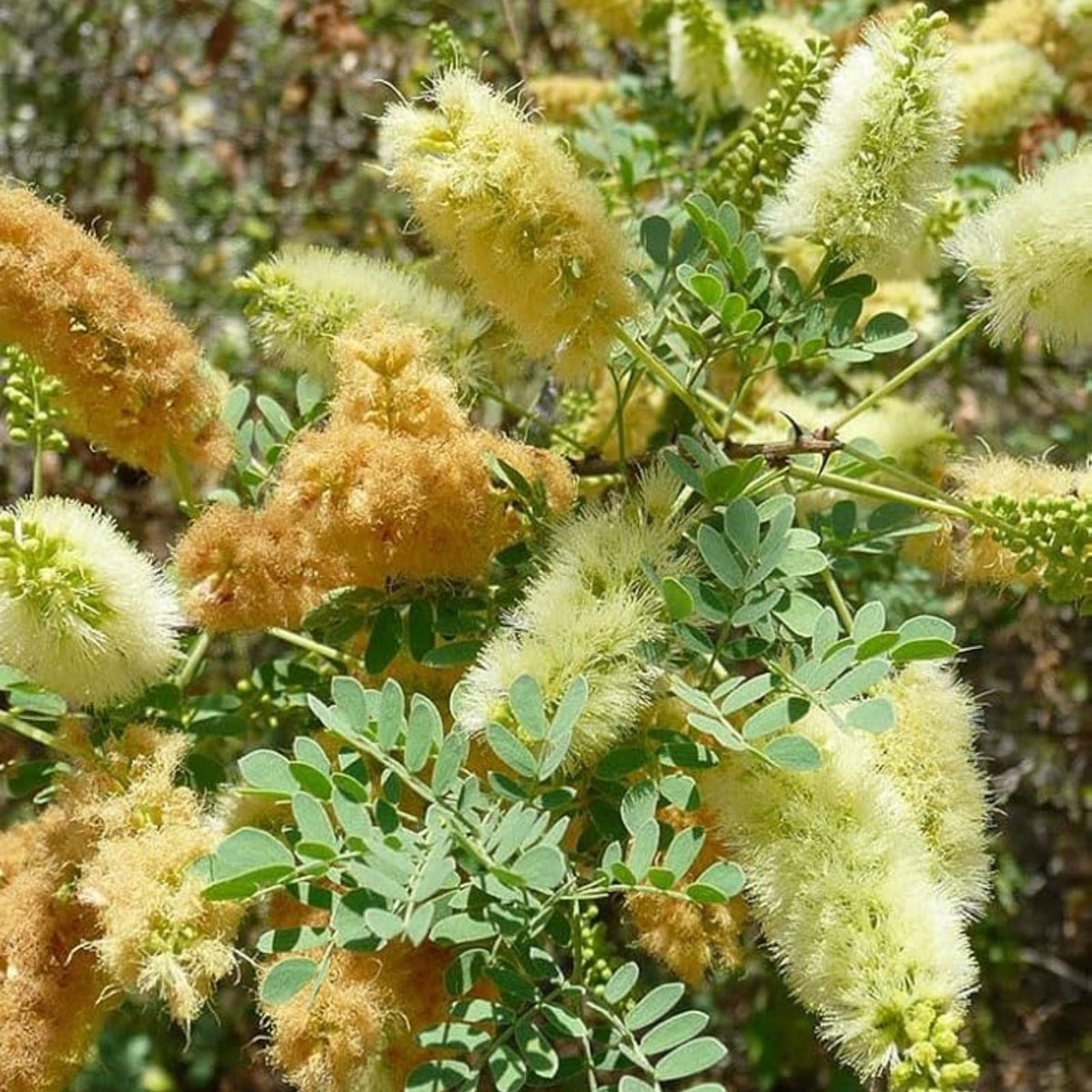 Catclaw Acacia Seeds – 10+ Seeds, Drought-Tolerant Tree, Xeriscaping, Senegalia greggii, Acacia greggii