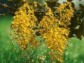 5 Seeds Cassia fistula Golden Shower Tree Yellow Flower Tropical Ornamental