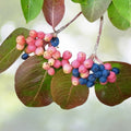 Wild Raisin Organic Tea Seeds - Viburnum cassinoides - 20 Seeds for Herbal Tea