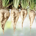 Heirloom Sugar Beet Seeds 500+ | Non-GMO Variety | Sweet Sugar Source | Deer Magnet | Beta vulgaris