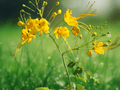 5 Seeds Caesalpinia pulcherrima Yellow Bird of Paradise Shrub Tropical Flowering Plant