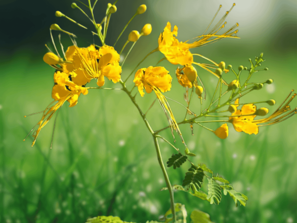 5 Seeds Caesalpinia pulcherrima Yellow Bird of Paradise Shrub Tropical Flowering Plant