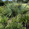 Dwarf Palmetto Palms Live Plants 10-Pack | Sabal Minor Young Trees for Gardens & Patios | Hardy Landscape Plants