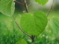 5 Seeds Cercidiphyllum japonicum Japanese Katsura Tree Deciduous Ornamental