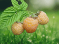 3 Live Plant Fall Gold Raspberry Rubus idaeus Starter Plug