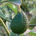 Hass Avocado Seeds 3-Pack - Easy Grow Rare Persea americana for Home Planting