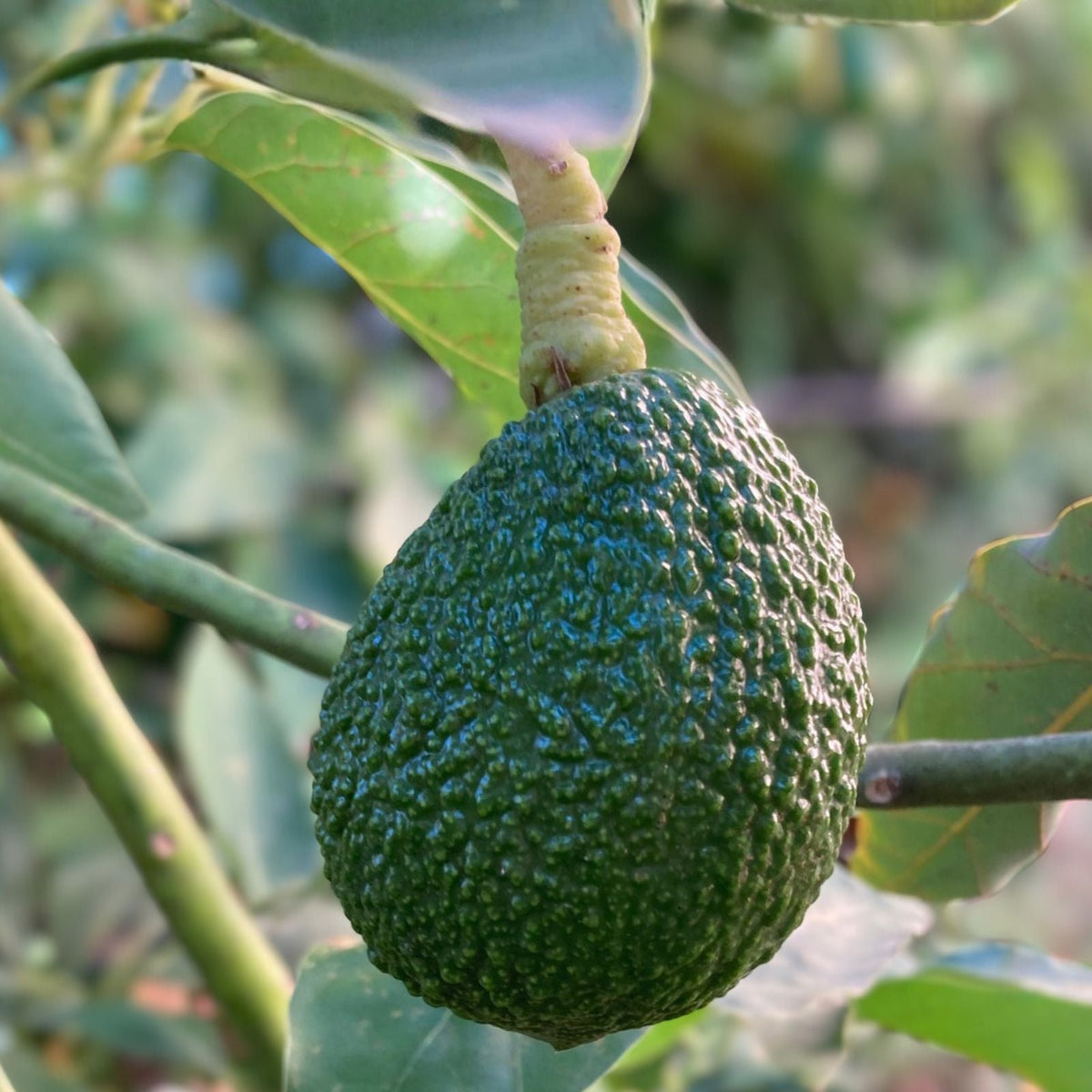 Hass Avocado Seeds 3-Pack - Easy Grow Rare Persea americana for Home Planting