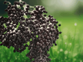 10 Seeds American Elderberry Sambucus canadensis Fruit Shrub