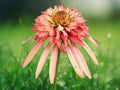 50 Seeds Double Salmon Coneflower Echinacea Purpurea Perennial Soft Peach Pink Double Blooms Attracts Pollinators Easy Grow