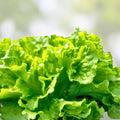 Lettuce Seeds 500 Count Leaf Lettuce Simpson BS Heirloom Non-GMO Organic Gardening