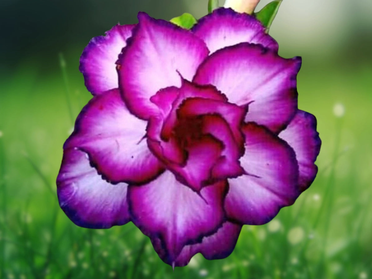 4 Seeds Double White Purple Desert Rose (Adenium Obesum) Succulent Bonsai Tropical Ornamental Plant