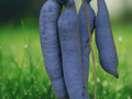 5 Seeds Himalayan Blue Bean Decaisnea fargesii Ornamental Shrub