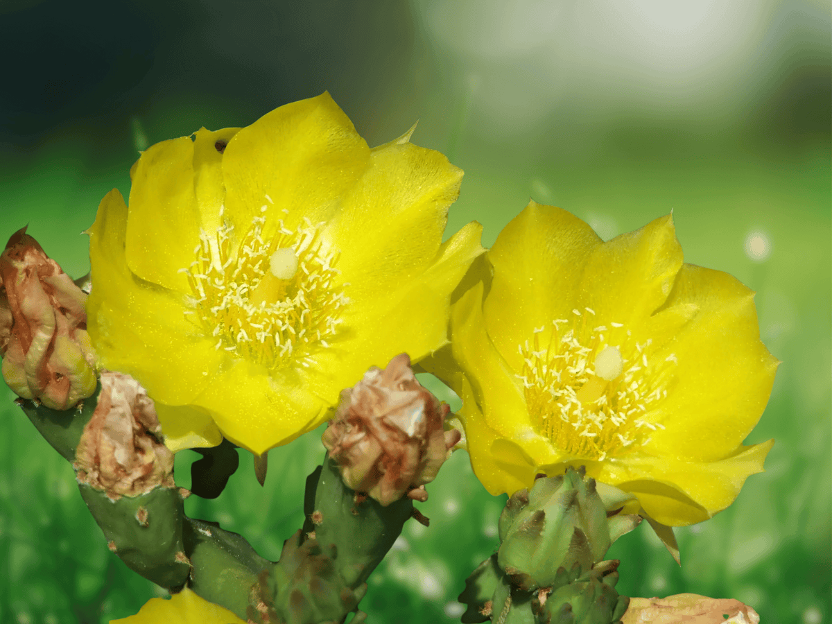 5 Seeds Opuntia macrorhiza Prickly Pear Hardy Cactus Seeds