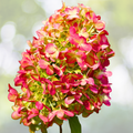 Hydrangea Plant Starter - 7-10 Inch - 'Grafitti' Variegated Flowering Shrub - Hydrangea paniculata