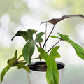 Philodendron Florida Bronze 6" Pot - Hybrid Plant with Sword-Shaped Leaves, Philodendron Florida x Black Cardinal