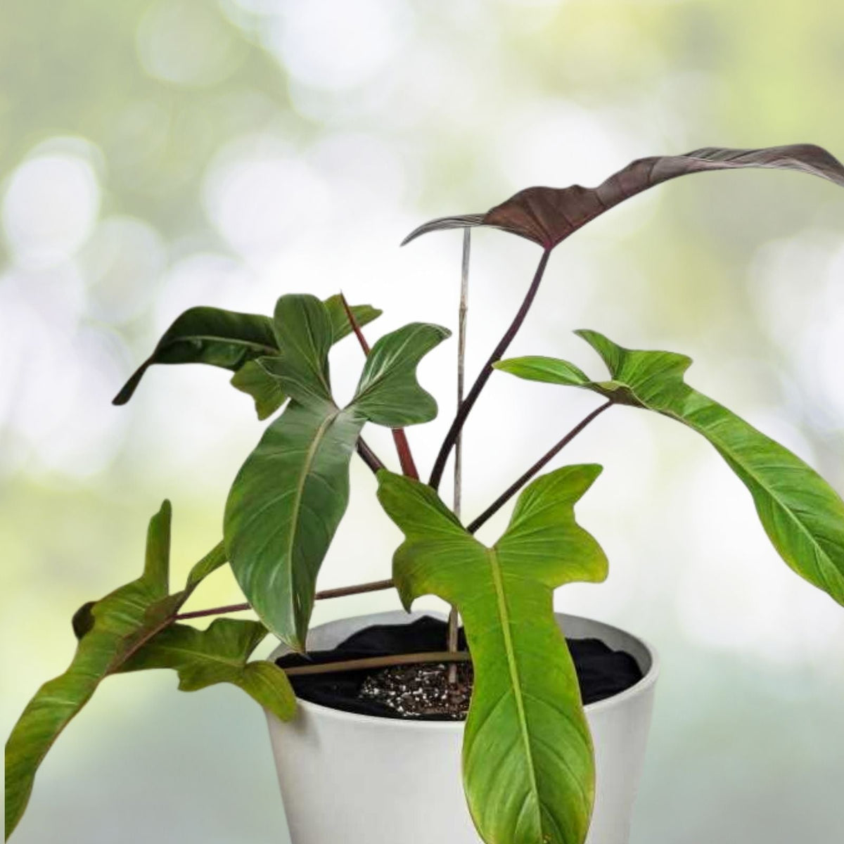 Philodendron Florida Bronze 6" Pot - Hybrid Plant with Sword-Shaped Leaves, Philodendron Florida x Black Cardinal