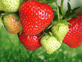 10 Bareroot Plants Ozark Beauty Everbearing Strawberry