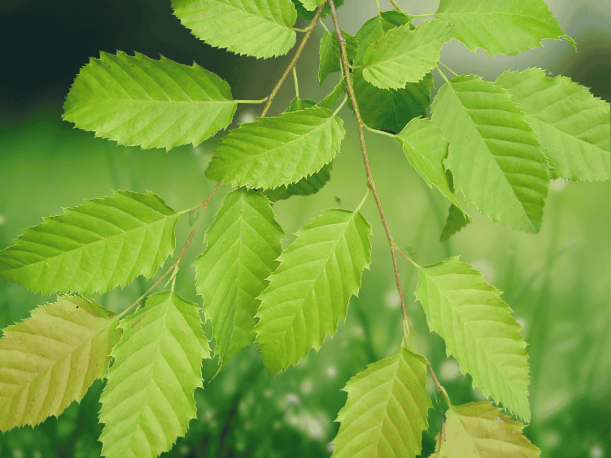 20 Seeds American Hornbeam Ironwood Carpinus caroliniana Shade Tree
