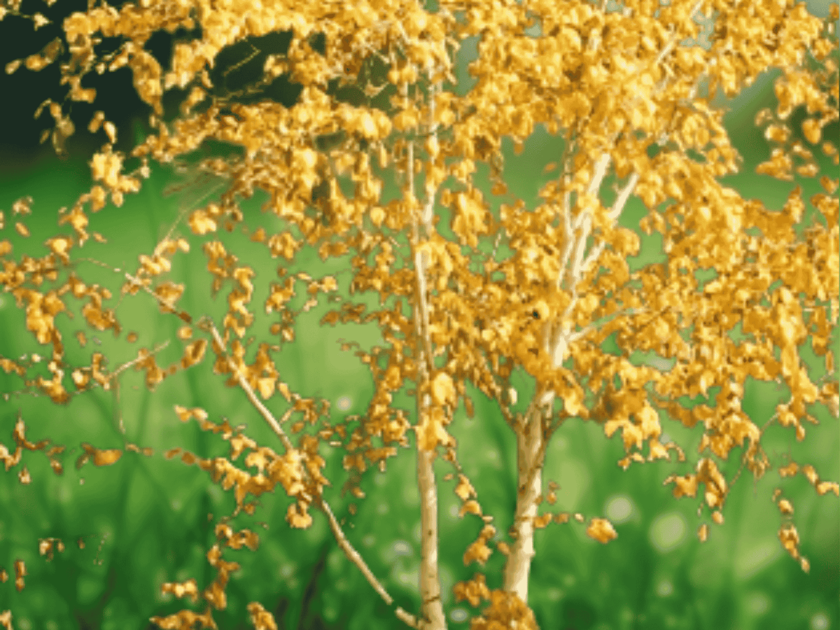25 Seeds Himalayan White Birch Tree Betula utilis jacquemontii Hardy Ornamental Tree