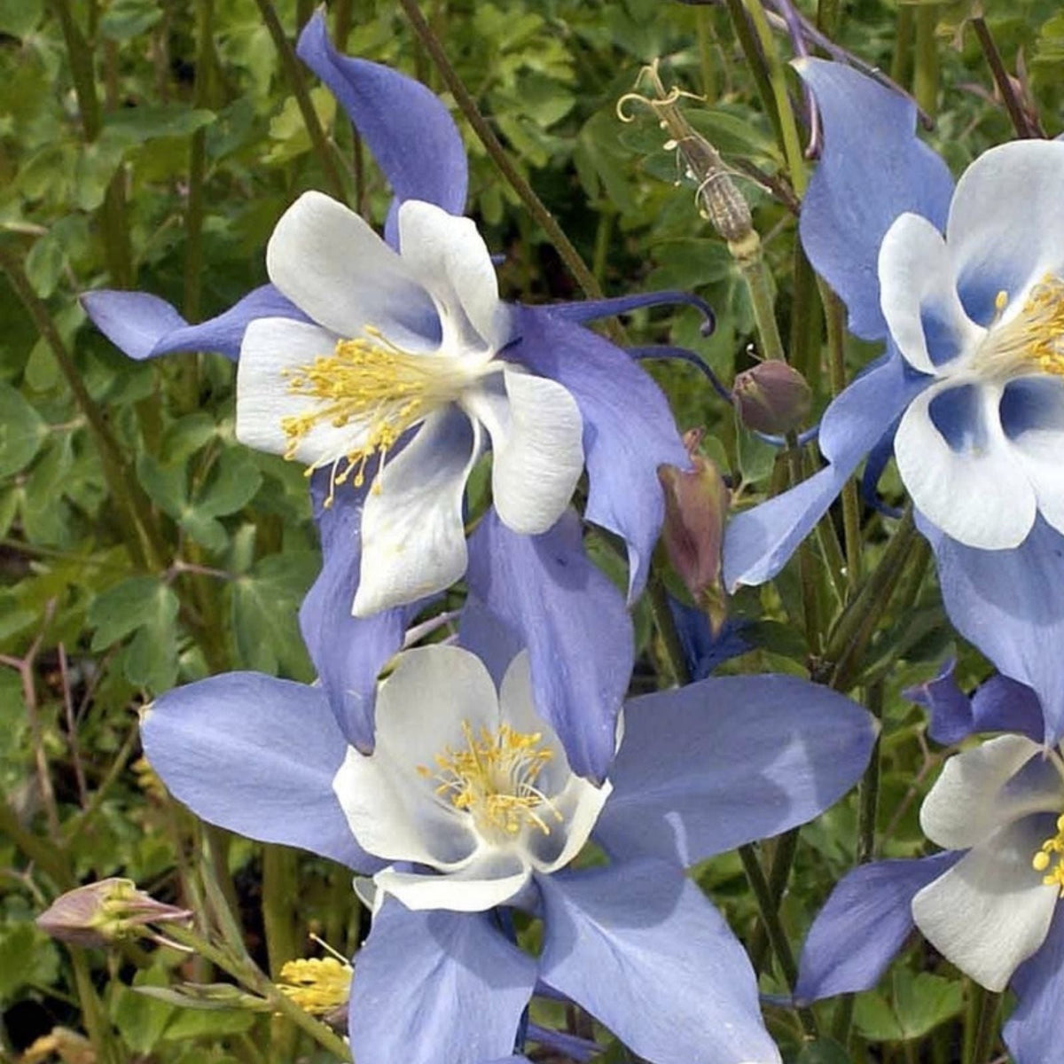 Blue Colorado Columbine Flower Seeds, 1,000+ Non-GMO Aquilegia coerulea Perennial Garden Seeds
