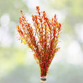 Rotala Vietnam H'Ra Bundle - Live Aquatic Plant for Aquarium or Pond - Easy Care, Lush Green Growth - Rotala rotundifolia