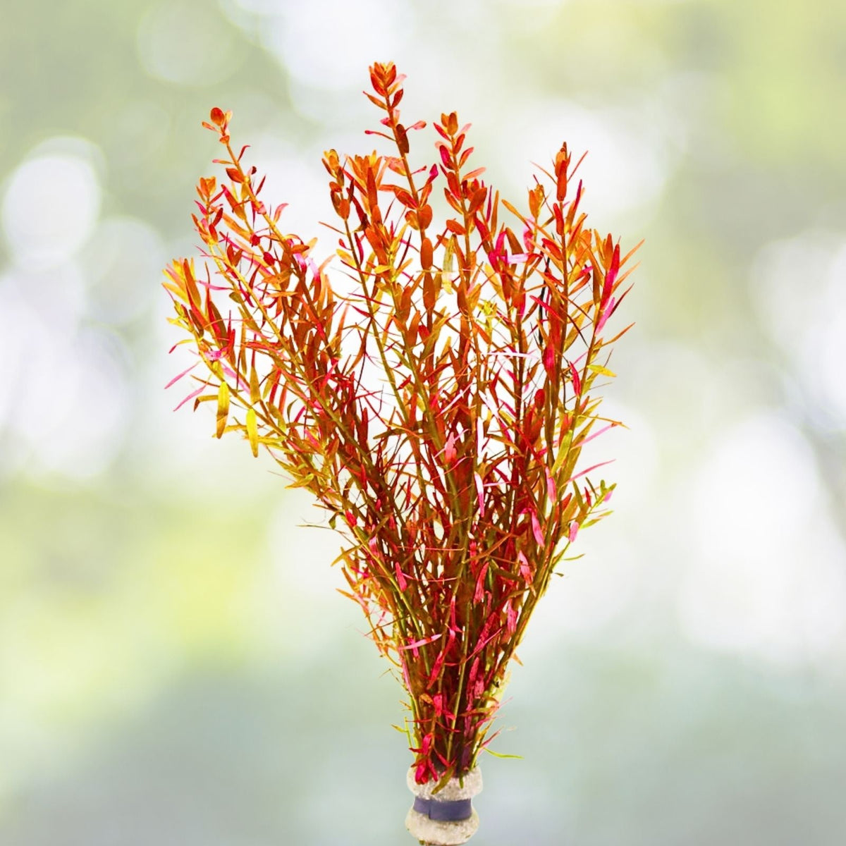 Rotala Vietnam H'Ra Bundle - Live Aquatic Plant for Aquarium or Pond - Easy Care, Lush Green Growth - Rotala rotundifolia