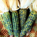 Oaxacan Green Indian Corn Seeds – 25+ Green Kernel Zea mays Native American Corn Seed Collection