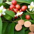 Jamaican Cherry Tree Seeds 30 Pack - Prunus Jamaica Tropical Fruit Tree Seeds for Home Gardening