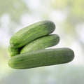 Cucumber Seeds 100 Heirloom Non-GMO Marketer Variety Cucumis sativus Garden Vegetable