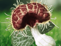 5 Seeds Aristolochia debilis Dutchmans Pipe Vine Ornamental Climbing Vine