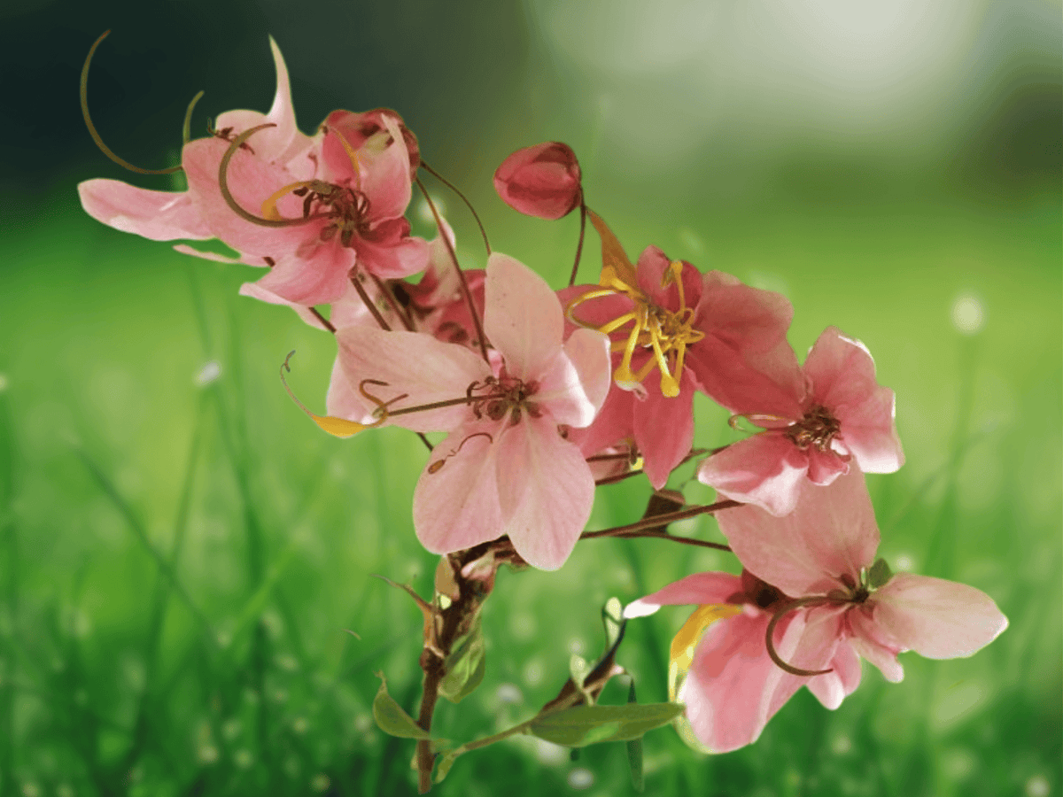 5 Seeds Pink Cassia Cassia javanica Flowering Tree Tropical Ornamental