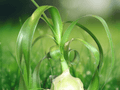 5 Seeds Ornithogalum caudatum Pregnant Onion Bulb Plant