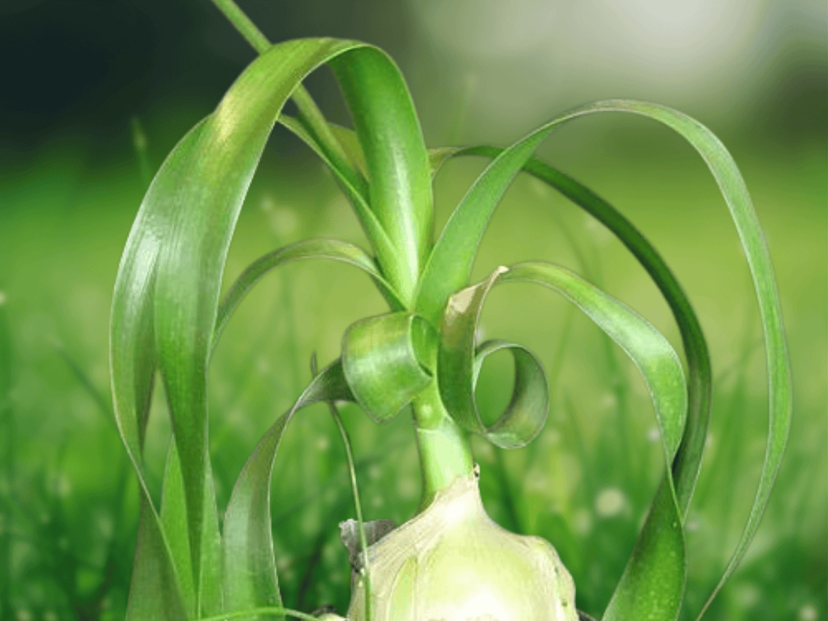 5 Seeds Ornithogalum caudatum Pregnant Onion Bulb Plant