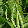 Navy Bean Seeds 50 Count White Kidney Variety Phaseolus vulgaris for Planting, Organic Bean Seeds, Vegetable Garden Seeds